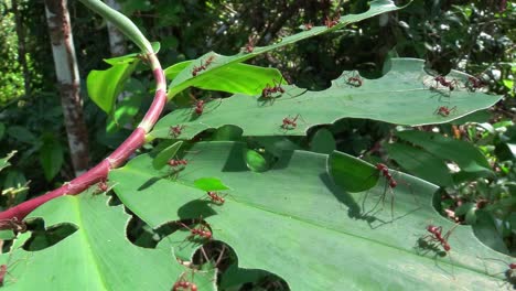 Leafcutter-ants-move-across-a-leaf-in-the-jungle