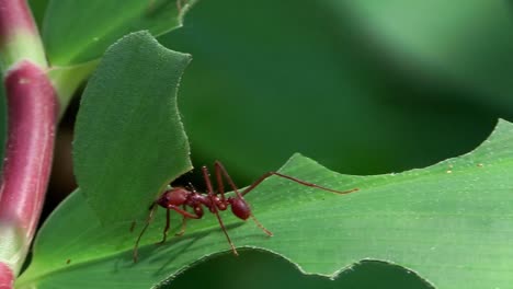 Leafcutter-ants-move-across-a-leaf-in-the-jungle-1