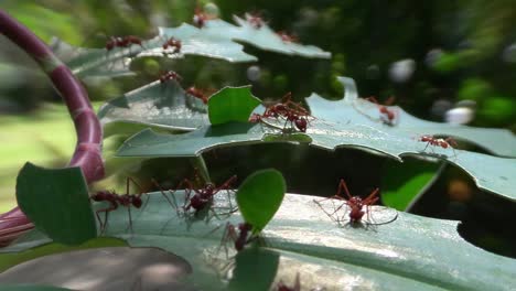Hormigas-Cortadoras-De-Hojas-Se-Mueven-A-Través-De-Las-Hojas-En-La-Jungla