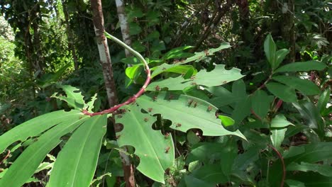 Leafcutter-ants-move-across-leaves-in-the-rainforest