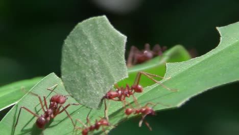 Leafcutter-ants-move-across-and-cut-leaves-in-the-rainforest