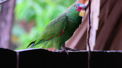 A-white-fronted-parrot-looks-at-the-camera