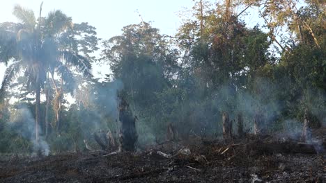 Slash-and-burn-agriculture-destroys-native-forests-in-the-third-world
