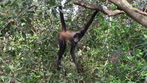 A-spider-monkey-swings-through-the-trees