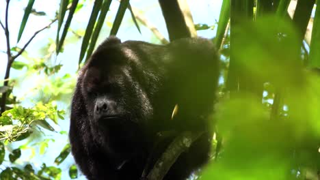 A-howler-monkey-cries-out-in-a-tree-in-the-rainforest-of-Belize