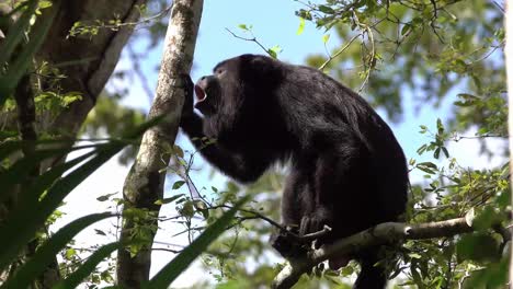A-howler-monkey-cries-out-in-a-tree-in-the-rainforest-of-Belize-1