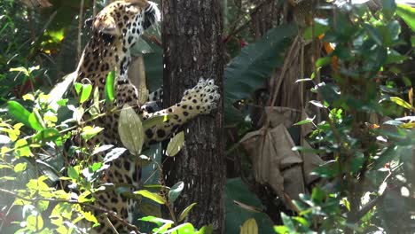A-jaguar-climbs-a-tree-in-the-jungle-of-Belize-in-slow-motion