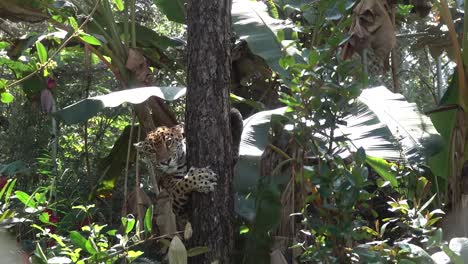 A-jaguar-descends-a-tree-in-the-jungle-of-Belize