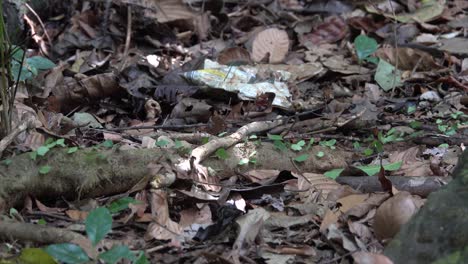 Blattschneiderameisen-Bewegen-Blätter-über-Den-Boden-Des-Dschungels-Von-Belize-2