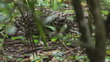 Ein-Margay-Ozelot-Trägt-Eine-Ratte-über-Den-Regenwaldboden-In-Belize