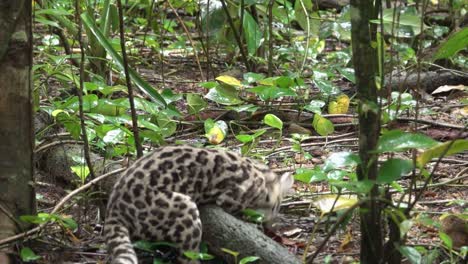Ein-Margay-Ozelot-Fängt-Eine-Ratte-Im-Regenwald-Von-Belize