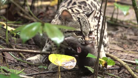 A-margay-ocelot-catches-a-rat-in-the-rainforest-in-Belize-1