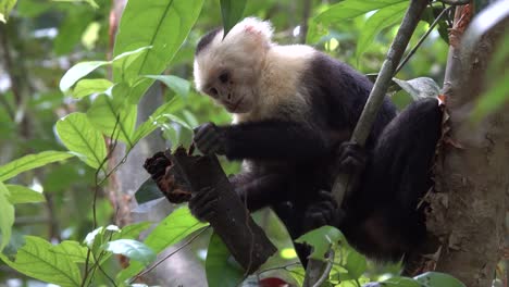 White-faced-capuchin-monkey-feeding-in-the-rainforest-of-Costa-Rica