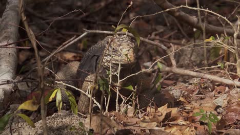 An-iguana-feeds-eats-twigs-and-branches-on-the-forest-floor-in-Cuba