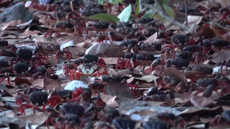 Hundreds-of-land-crabs-walk-across-a-Caribbean-beach
