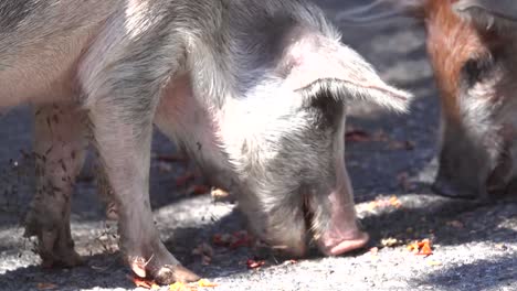 Wild-pigs-attack-and-eat-land-crabs-walking-on-a-Caribbean-beach