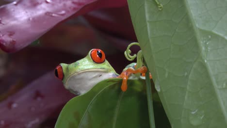 Close-up-of-a-red-eyed-tree-frog-looking-over-a-leaf-in-the-rainforest