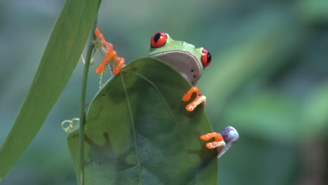 Close-up-of-a-red-eyed-tree-frog-looking-over-a-leaf-in-the-rainforest-1