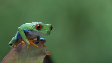 Close-up-of-a-red-eyed-tree-frog-jumping-from-a-leaf-in-the-jungle-in-slow-motion