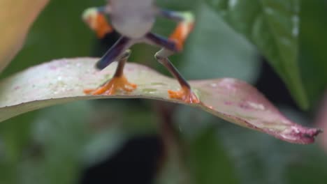 Close-up-of-a-red-eyed-tree-frog-jumping-from-a-leaf-in-the-jungle-in-slow-motion-1