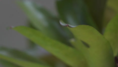Close-up-of-a-red-eyed-tree-frog-jumping-from-a-leaf-in-the-jungle-in-slow-motion-2