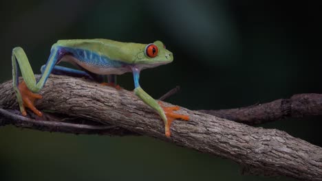 Close-up-of-a-red-eyed-tree-frog-walking-on-a-tree-branch-in-the-rainforest