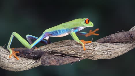 Close-up-of-a-red-eyed-tree-frog-walking-on-a-tree-branch-in-the-rainforest-1