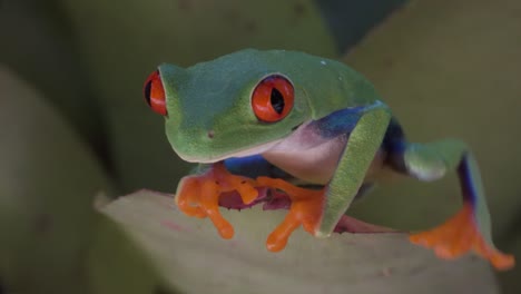 Close-up-of-a-red-eyed-tree-frog-walking-over-a-leaf-in-the-rainforest-2