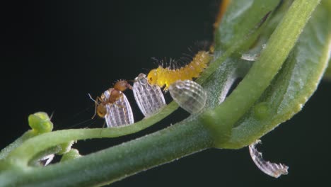 A-zebra-caterpillar-eats-its-shell-while-an-ant-looks-on-in-this-macro-shot