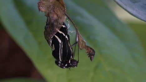 A-zebra-longwing-butterfly-emerges-from-a-cocoon-and-spreads-its-wings