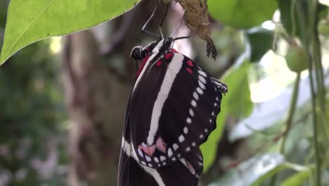 A-newborn-zebra-longwing-butterfly-learns-to-spreads-its-wings