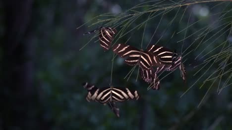 Zebra-longwing-butterfly-roost-at-night-in-the-forest