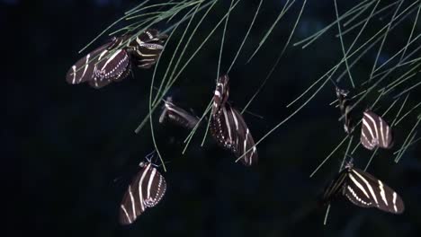 Zebra-longwing-butterfly-roost-at-night-in-the-forest-1
