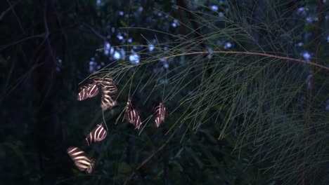 Zebra-longwing-butterfly-roost-at-night-in-the-forest-2