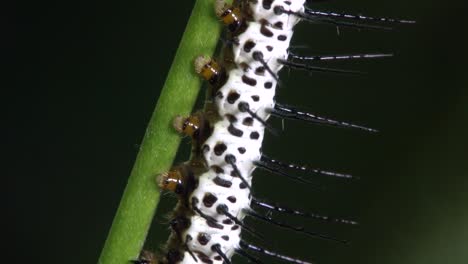 Zebra-longwing-butterfly-caterpillar-walks-on-a-branch