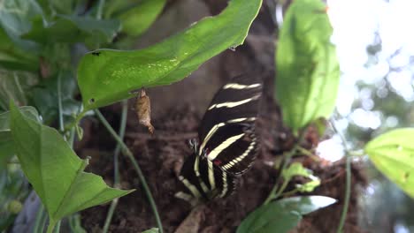 Zebra-longwing-butterfly-female-inspects-the-crysalis-in-slow-motion