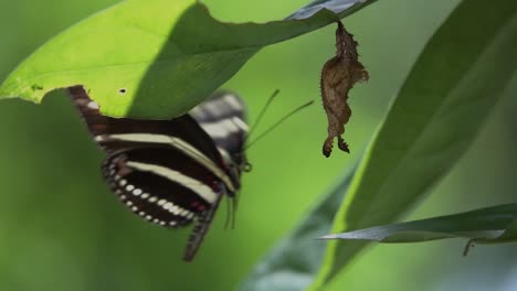 Zebra-longwing-butterfly-male-inspects-the-crysalis-in-slow-motion