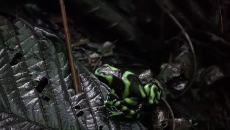 A-green-and-black-poison-dart-frog-walks-in-the-vegetation-in-the-jungle-of-Costa-Rica