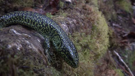 Extremo-Cerca-De-Un-Lagarto-Cocodrilo-De-Las-Tierras-Altas-En-Las-Selvas-De-Costa-Rica