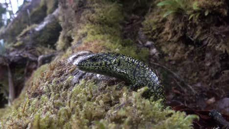 Extreme-Nahaufnahme-Einer-Highland-Alligator-Eidechse-Im-Dschungel-Von-Costa-Rica-1rica