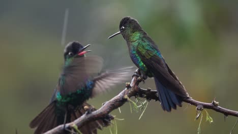 Beautiful-slow-motion-close-up-of-Magnificent-Hummingbirds-in-a-rainstorm
