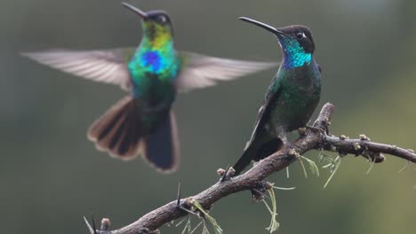 Beautiful-slow-motion-close-up-of-Magnificent-Hummingbirds-in-a-rainstorm-1