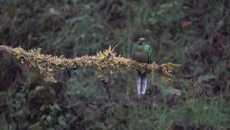 A-male-quetzal-flies-from-its-nest-in-the-jungle-rainforest-of-Costa-Rica