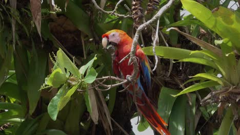 A-scarlet-Macaw-eats-fruit-from-jungle-trees-in-the-rainforest-of-Costa-Rica