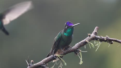 Schöne-Zeitlupe-Nahaufnahme-Von-Violetten-Kolibris-In-Einem-Regensturm-In-Costa-Rica-3