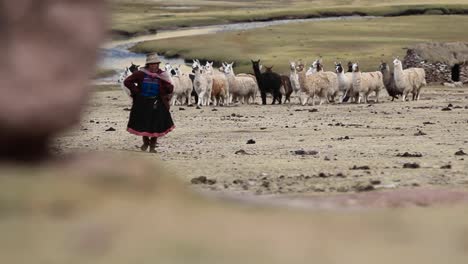 Alpaca-herd-and-traditional-villager