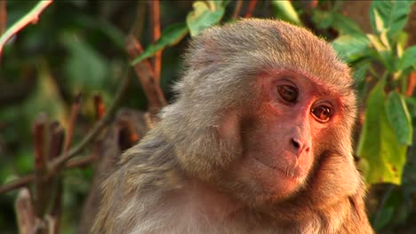 Closeup-of-monkey