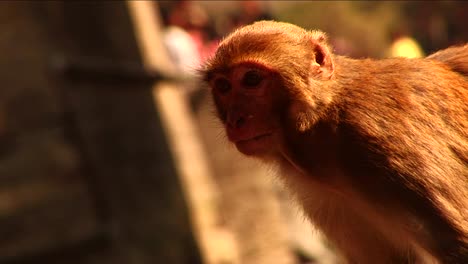 Monkey-in-the-sunshine