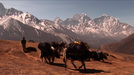 Weite-Aufnahme-Von-Yaks,-Die-Das-Plateau-Unter-Dem-Mount-Everest-überqueren