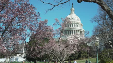 El-Edificio-Del-Capitolio-De-Estados-Unidos-Senado-Con-Cerezos-En-Flor-En-Primavera
